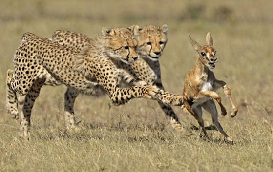 9 Days 8 Nights Kenya Safari Holiday Package to Masai Mara-Lake Nakuru & Samburu